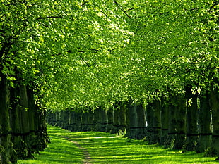 green trees HD wallpaper