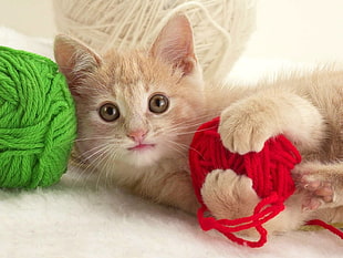 closeup photo of orange tabby kitten plays red yarn spool