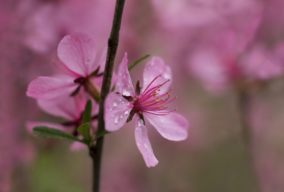 pink cherry blossom flowers HD wallpaper