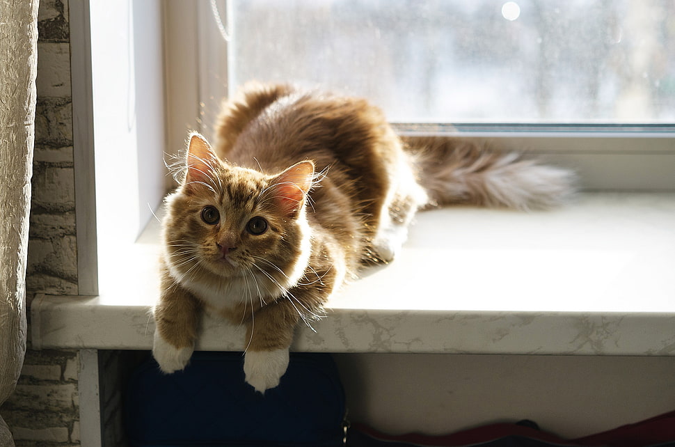 short-fur yellow cat, window, animals, cat HD wallpaper