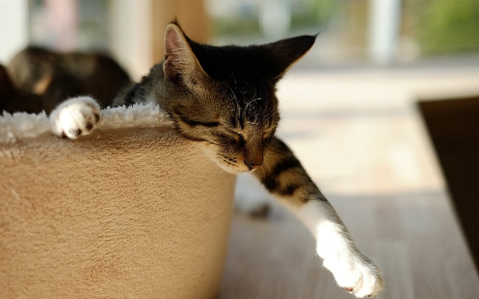 brown tabby cat, cat, animals, sleeping HD wallpaper