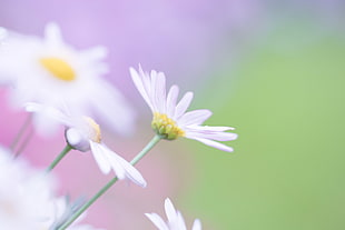 white Daisy Flower selective photography HD wallpaper