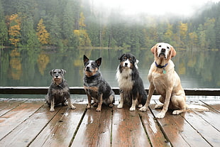 four assorted dogs, photography, nature, landscape, dog