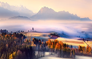 photo of mountain trees and fogs