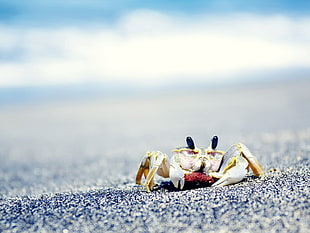 gray crab, crabs, sea, sand, animals HD wallpaper