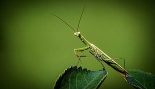 green praying mantis on green leaf HD wallpaper