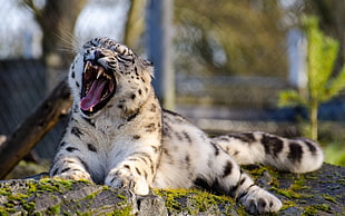 white and black tabby cat, snow leopards, leopard, animals, nature