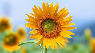 selective focus photography of sunflower plant, flowers, sunflowers HD wallpaper