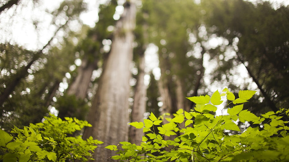 green leafed trees, trees, forest HD wallpaper