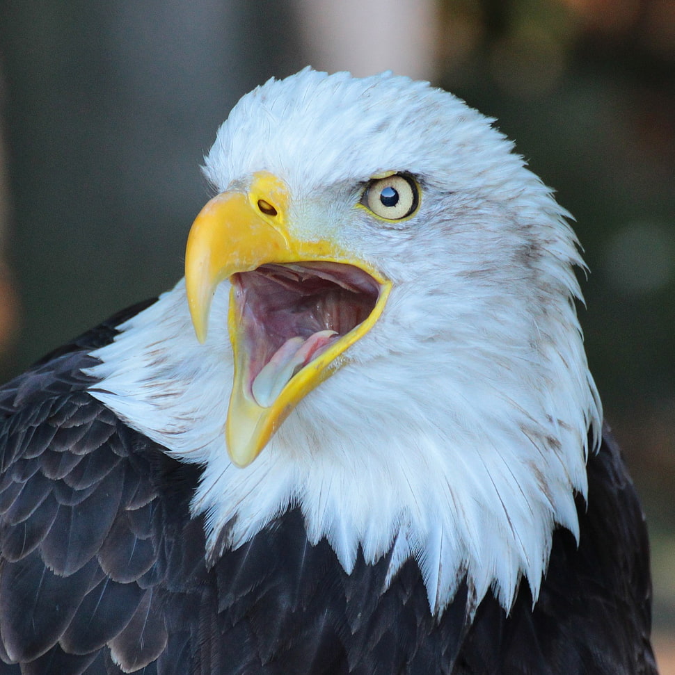 bald eagle, eagle HD wallpaper