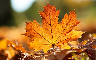 closeup photography of Maple leaf HD wallpaper