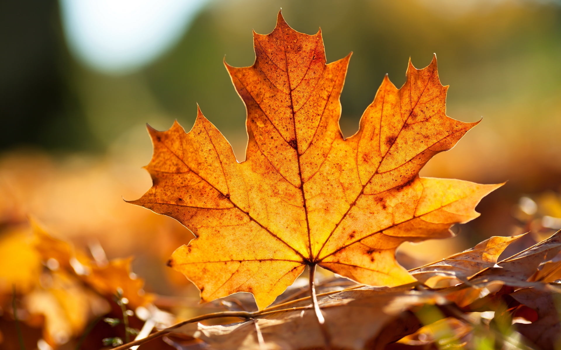 Closeup Photography Of Maple Leaf Hd Wallpaper Wallpaper Flare