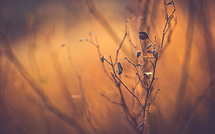 selective focus photography of dried flower at daytime HD wallpaper