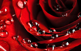 close up photo of red rose with water tear drop HD wallpaper