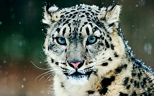 snow leopard, snow leopards, leopard (animal), snow, animals