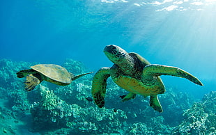 two brown sea turtles near corals