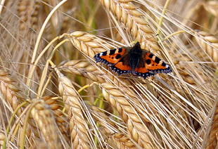 Small Tortoise Butterfly on wheat plant