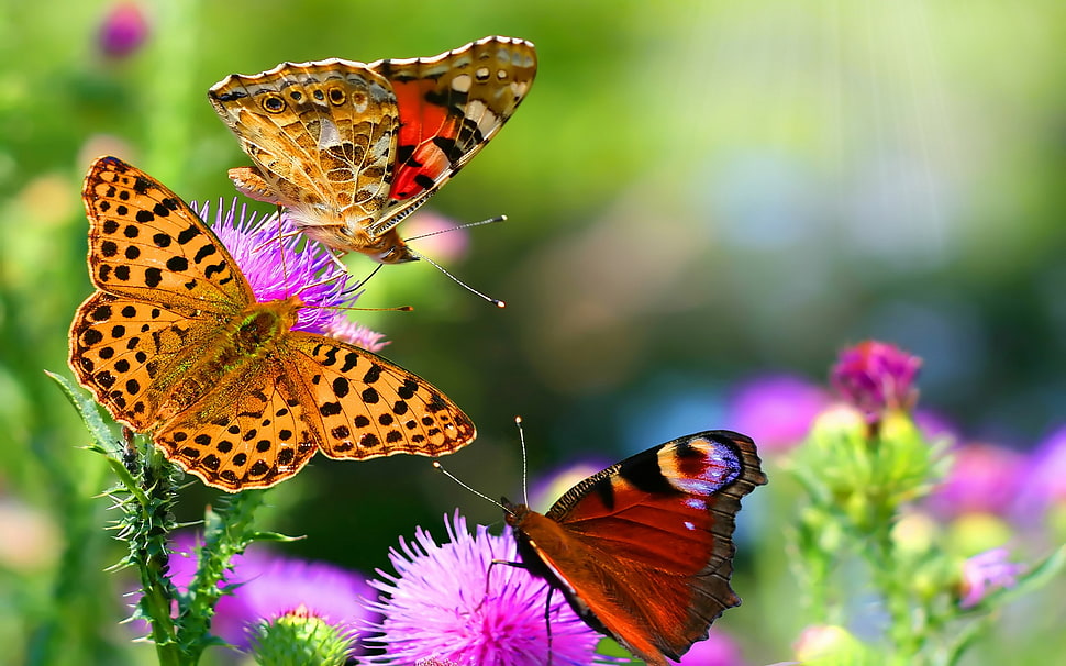 Butterflies,  Flying,  Multicolored,  Colorful HD wallpaper