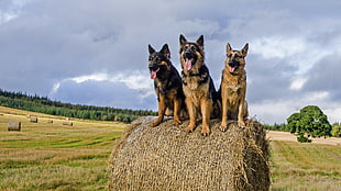 three adult German shepherds, nature, animals, dog, German Shepherd HD wallpaper