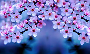 white Cherry blossoms, cherry blossom, Yoshino Cherry