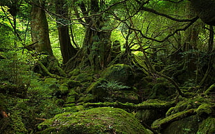 green forest, forest, moss, nature, trees HD wallpaper