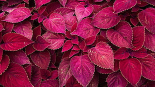 red leafed plant, plants, red HD wallpaper
