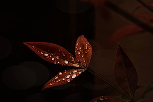 brown leaf decor HD wallpaper