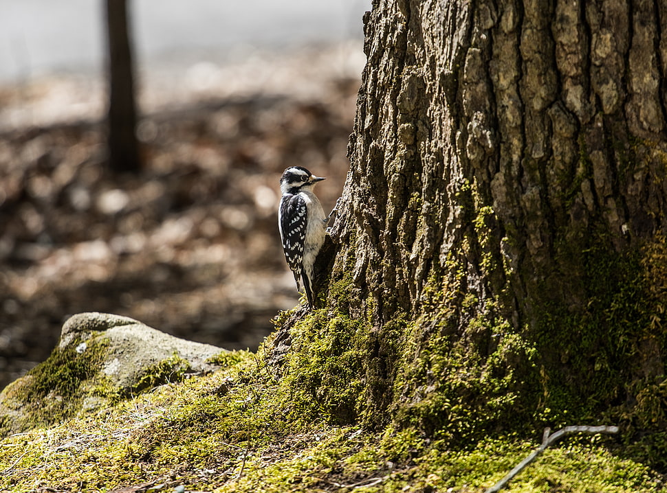 white and black bird on tree HD wallpaper