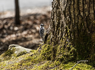 white and black bird on tree