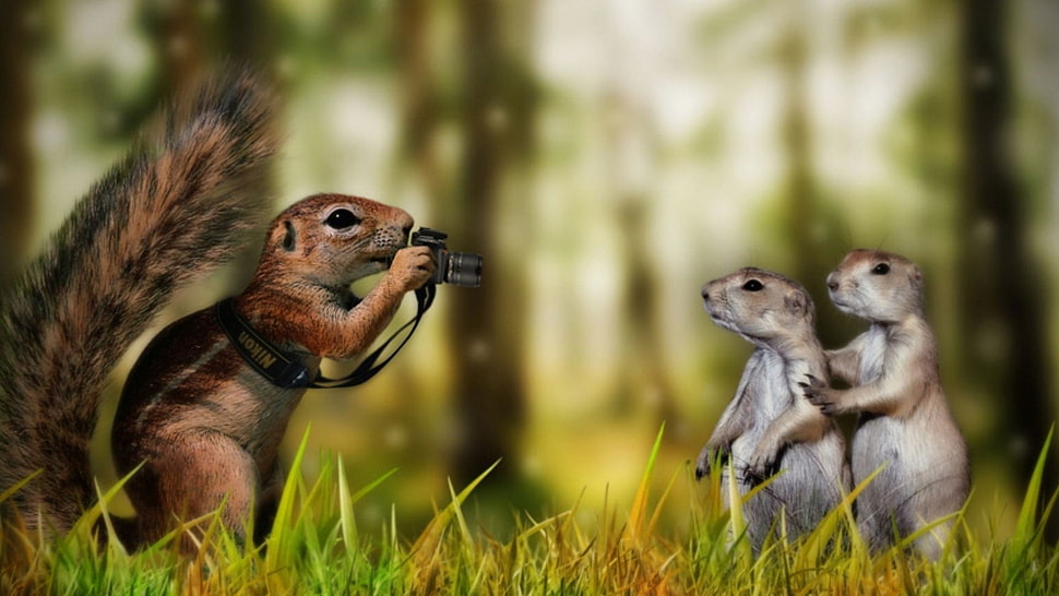 brown squirrel, creativity HD wallpaper