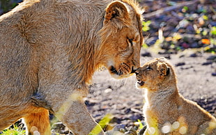 brown lioness and cub