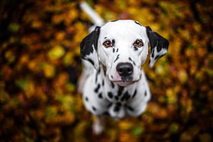 white and black dog figurine, dog, Dalmatian, looking up, depth of field