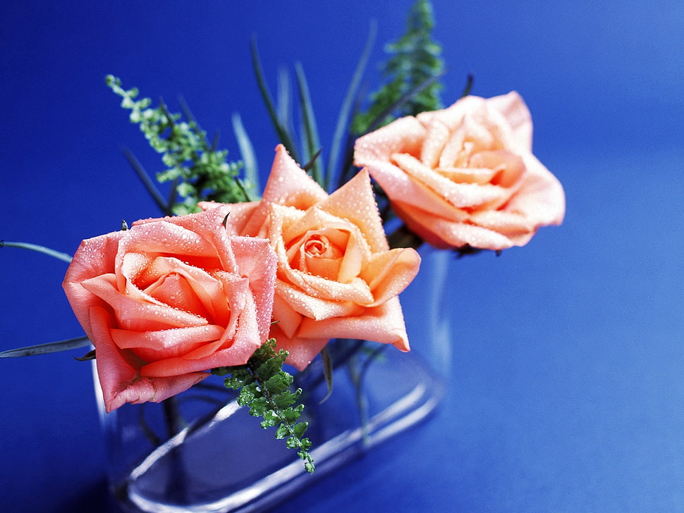 pink roses HD wallpaper