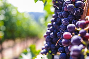 close-up photo of grape fruit