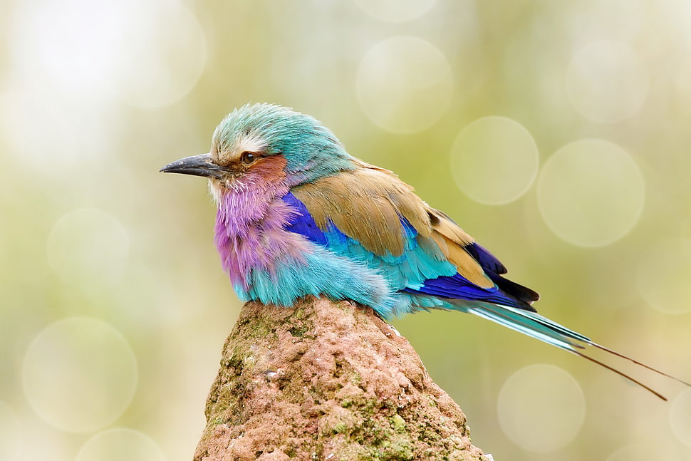 purple, teal, brown and blue bird, colorful, birds, animals, bokeh HD wallpaper