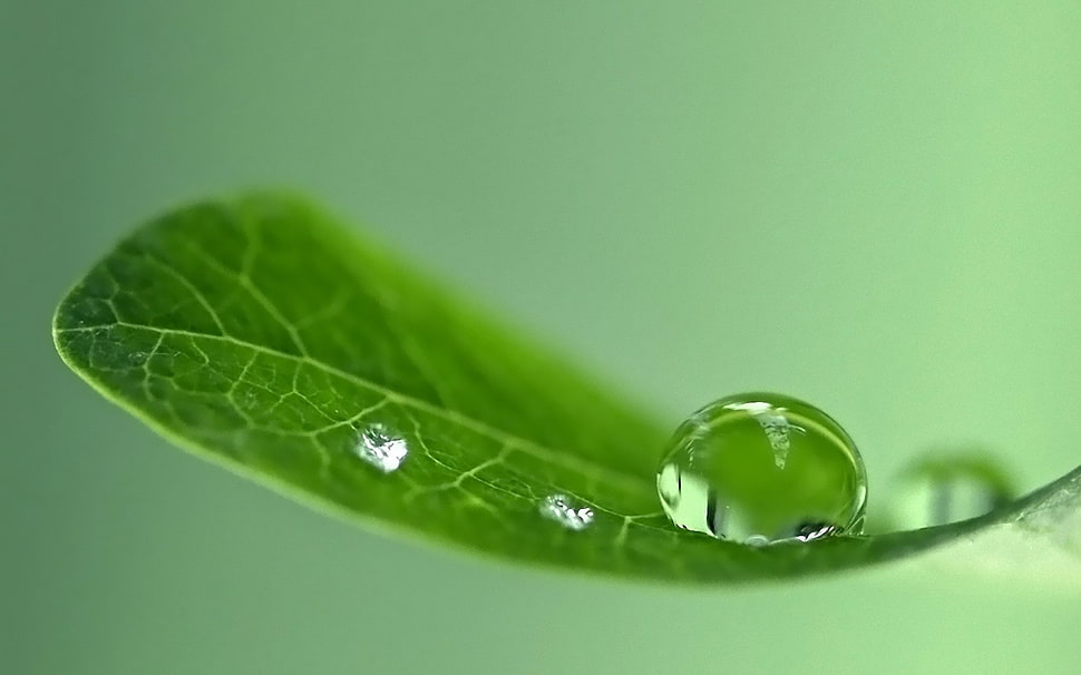 green leaf HD wallpaper