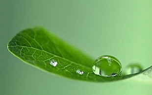 green leaf