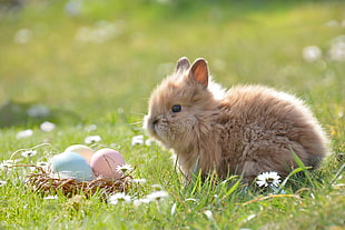 brown rabbit on green grass field near three eggs at daytime