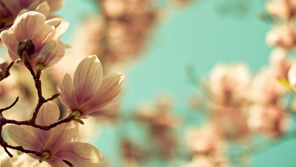 selective focus photography of cherry blossom HD wallpaper