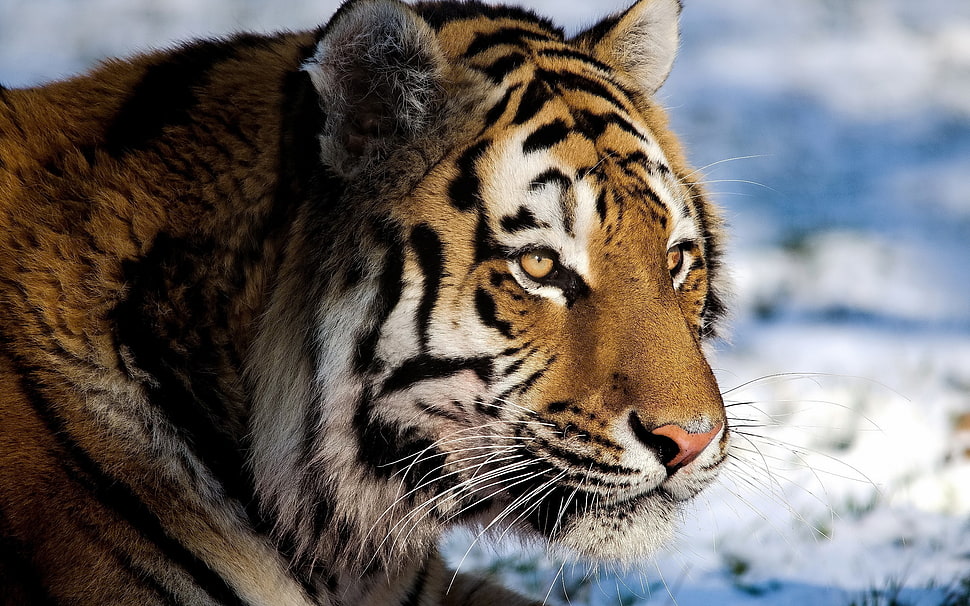 Tiger on snowfield HD wallpaper