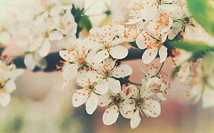 depth of field photography of cherry blossom tree