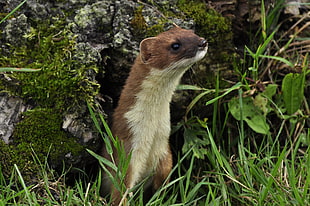 brown and white rodent on green grass during daytime