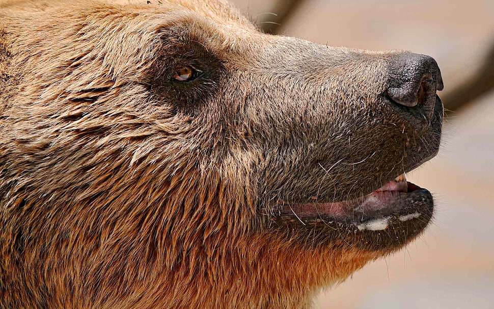 selective focus photography of bear HD wallpaper