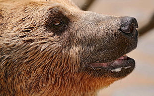 selective focus photography of bear