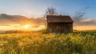 brown wooden house in the middle of flower field, sur
