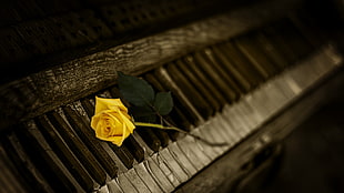 macroscopic shot yellow rose on brown surface photo