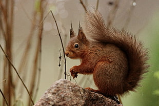 squirrel on grey rock at daytime