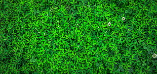 top view photo of green plants HD wallpaper
