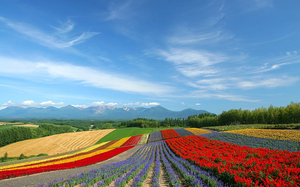 red, purple, and yellow flower field under white clouds blue sky HD wallpaper