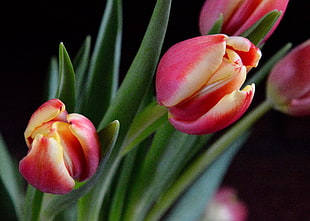 macro shot of pink flower, tulips